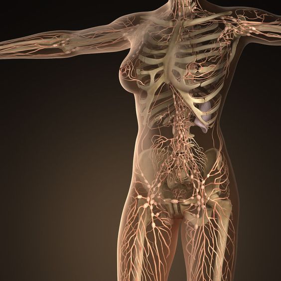 Lymfekanalen in het menselijk lichaam